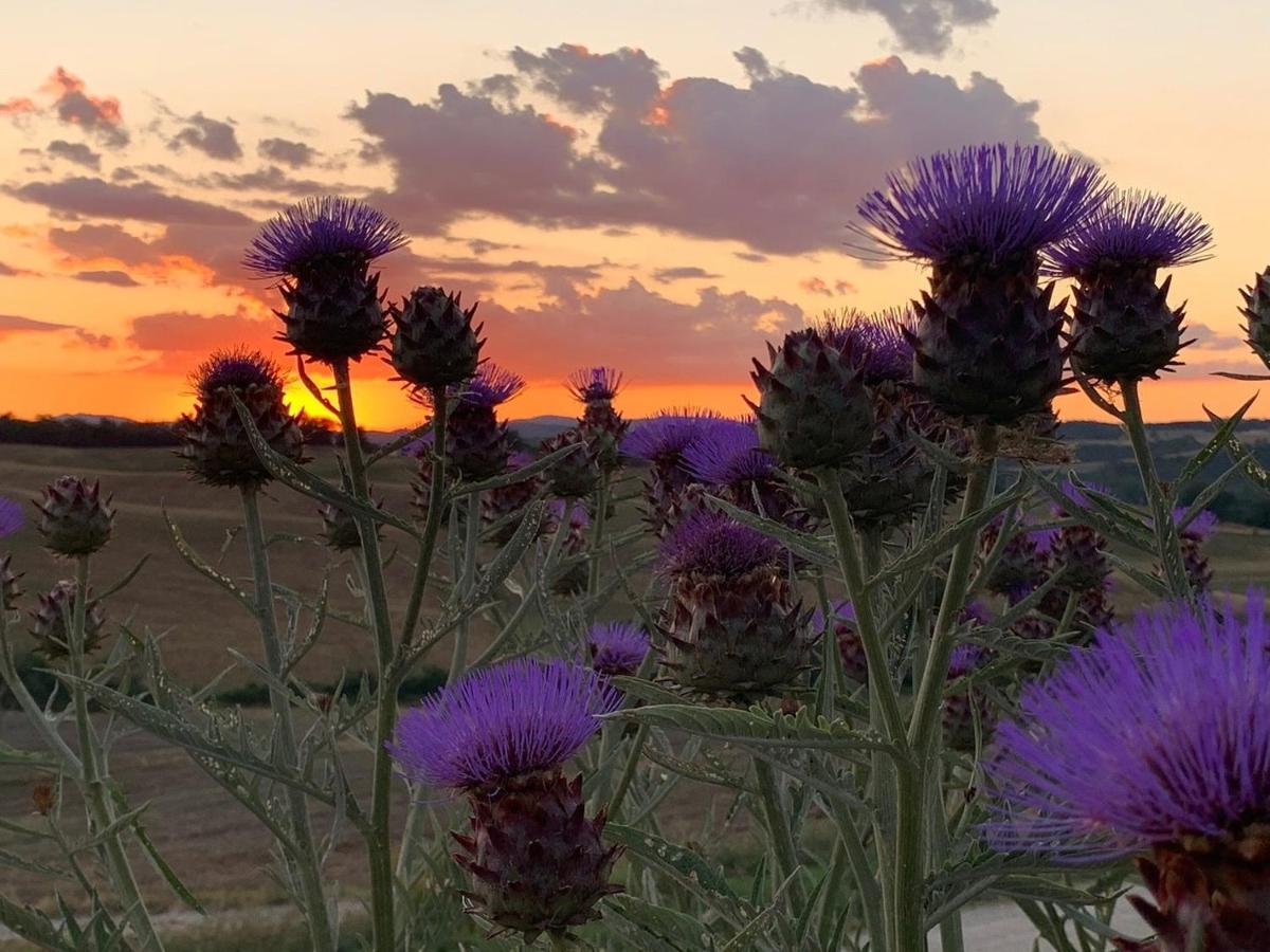 Wine Resort Colsereno Montalcino Dış mekan fotoğraf