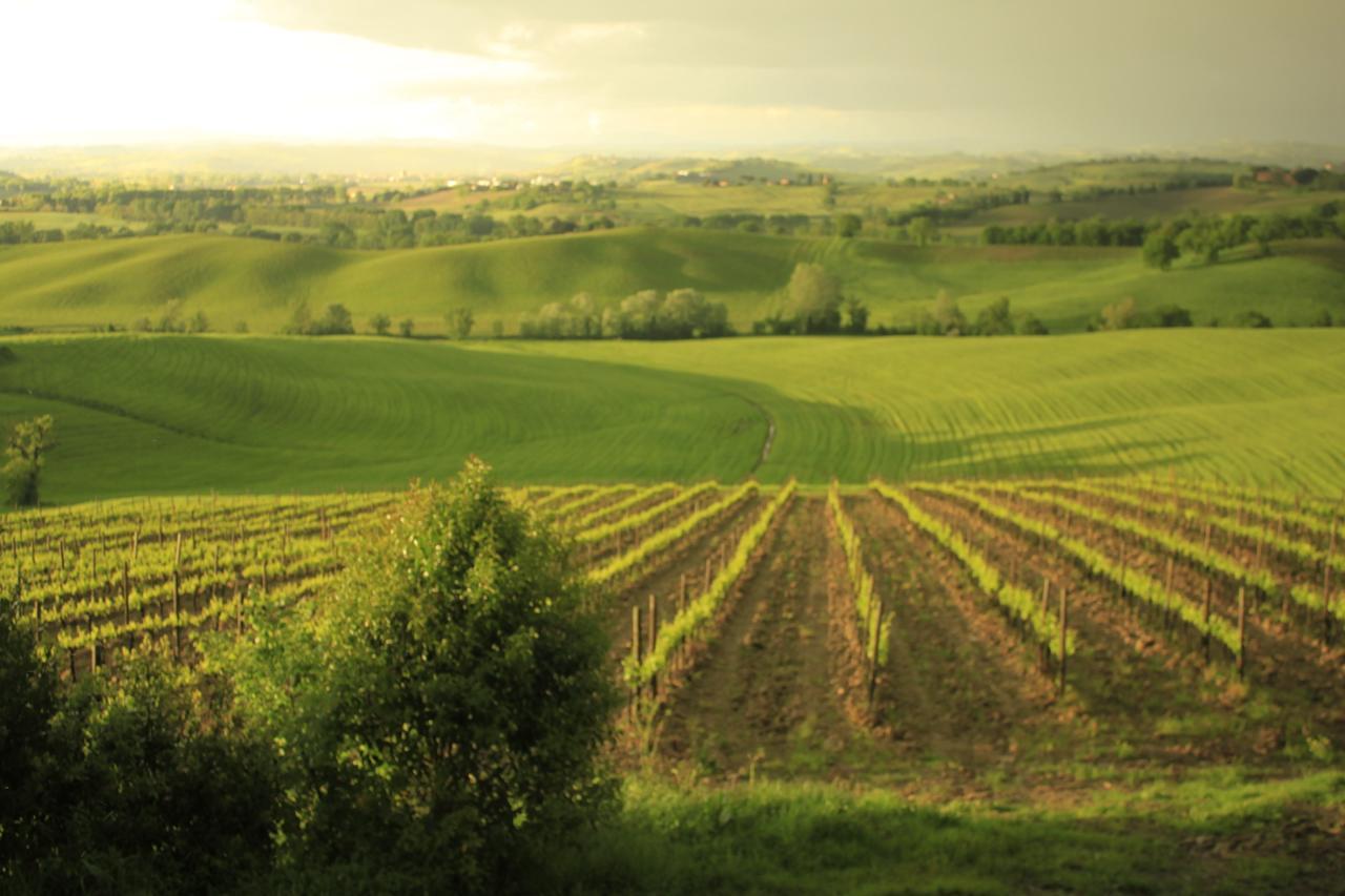 Wine Resort Colsereno Montalcino Dış mekan fotoğraf